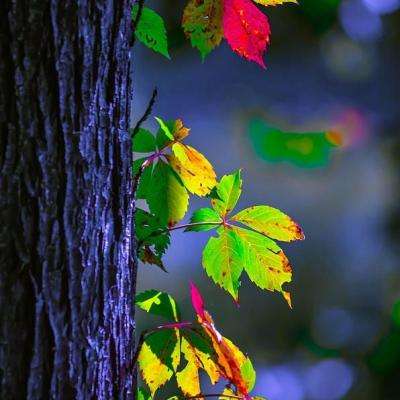 66号高速公路狂奔